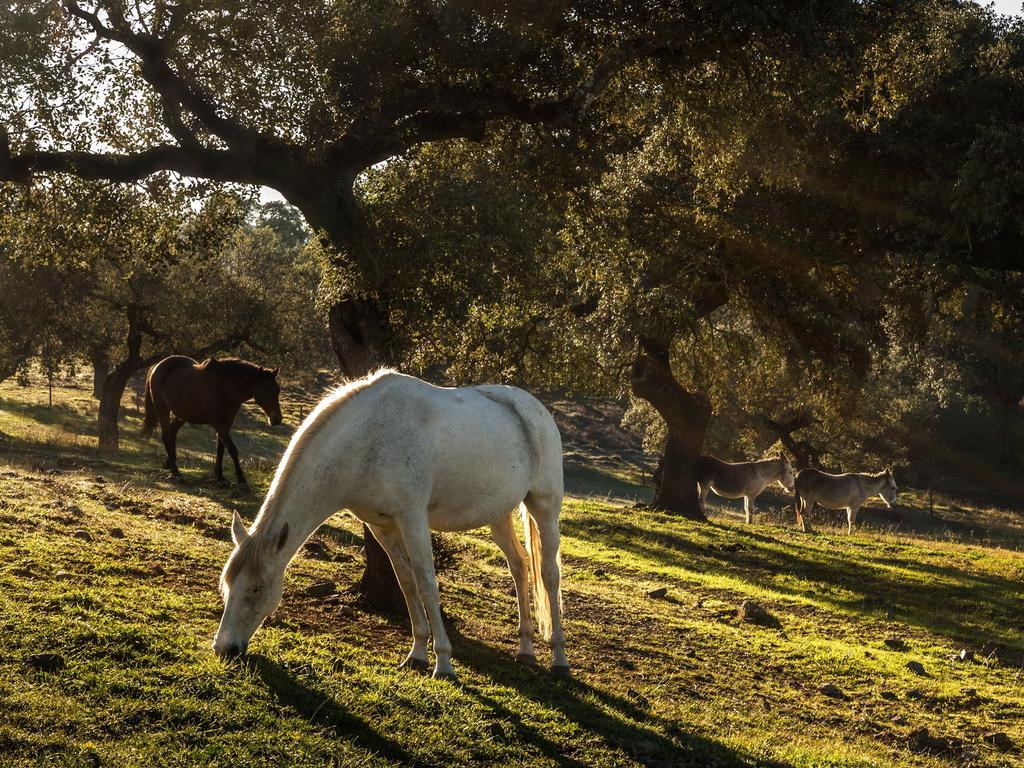 Parque De Natureza De Noudar Barrancos Dış mekan fotoğraf