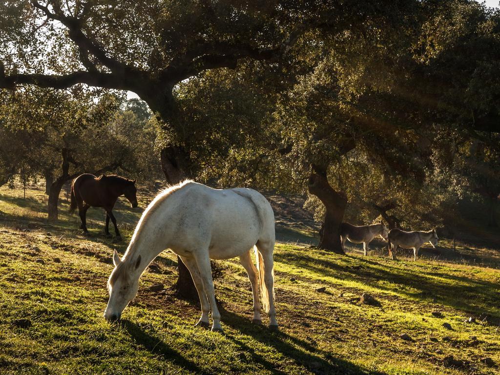 Parque De Natureza De Noudar Villa Barrancos Dış mekan fotoğraf